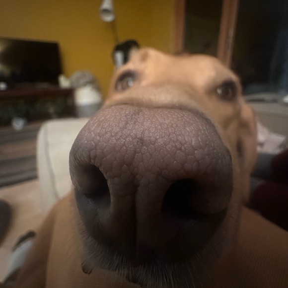 Meet your Posher, Alex - Picture 1 of 1